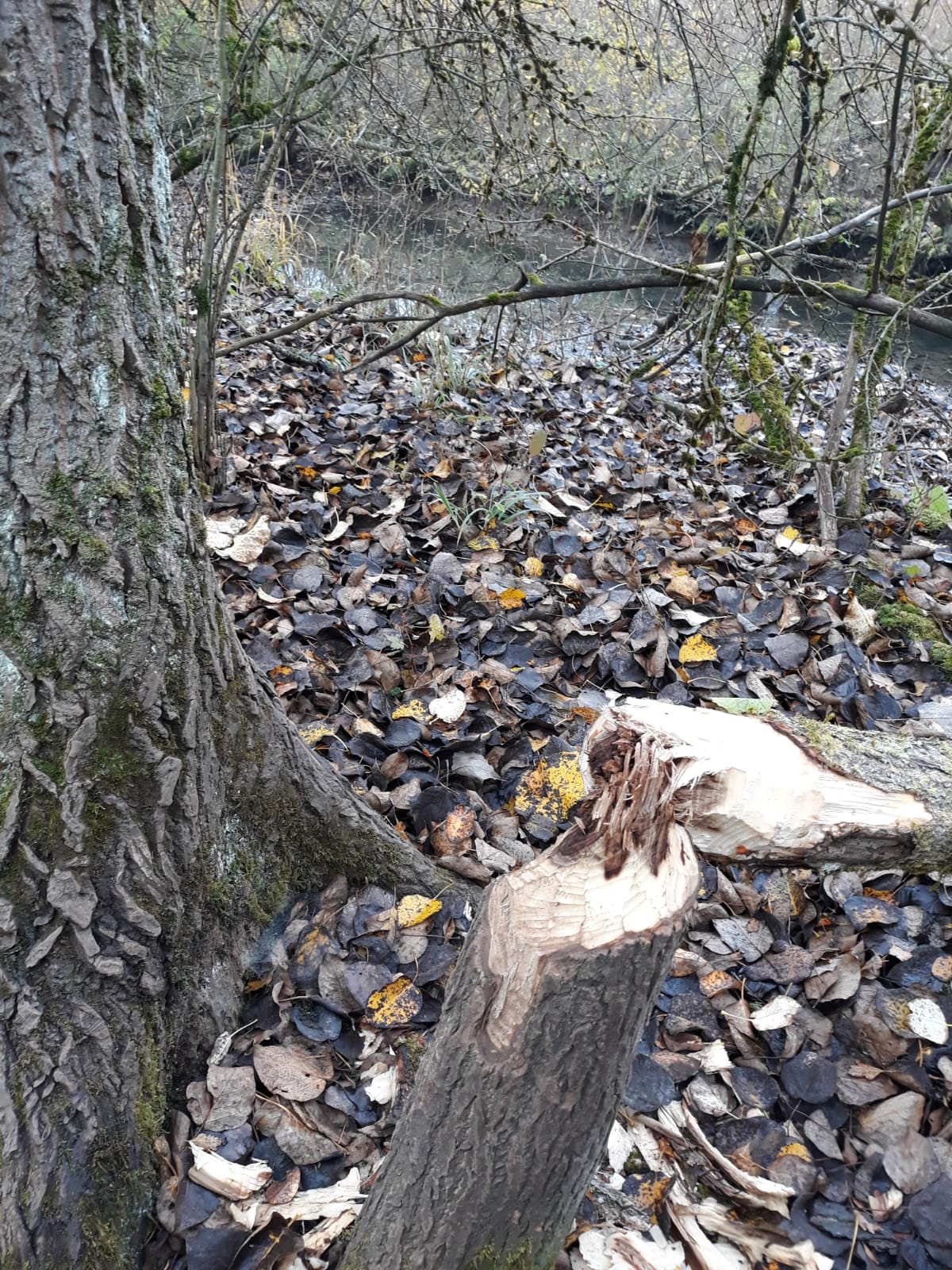 Galeriebild: WhatsApp Image 2022 06 05 at 16.58.33